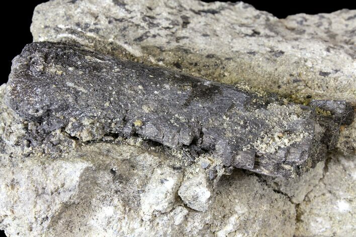 Unprepared Sauropod Limb Bone Section - Colorado #119921